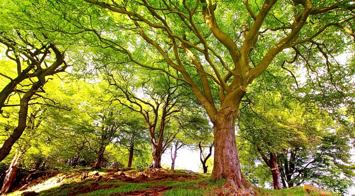 夏天在树下睡觉真的很舒服