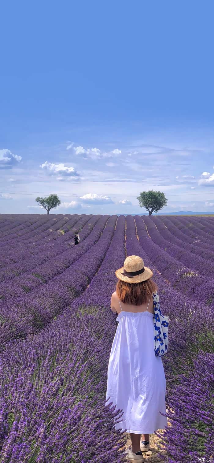 最美的祝福给你,紫色薰衣草迎幸运,早安朋友们!