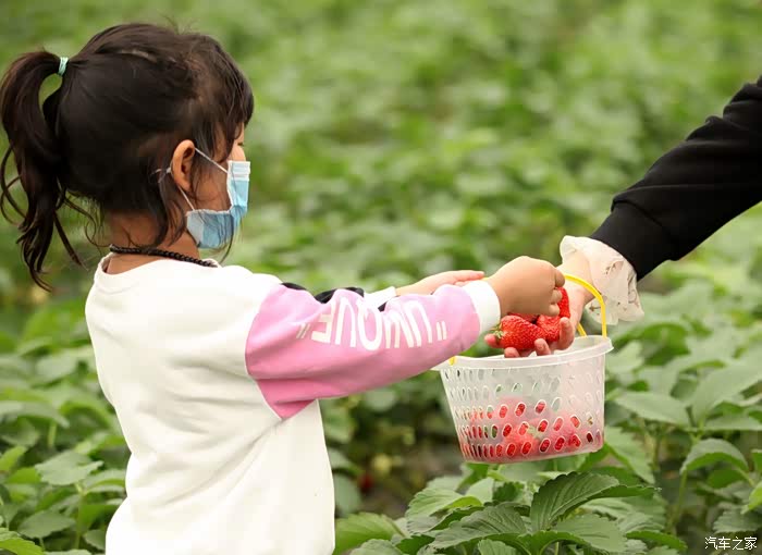 幸福亲子行普迪生态园打卡重庆最火摘草莓基地