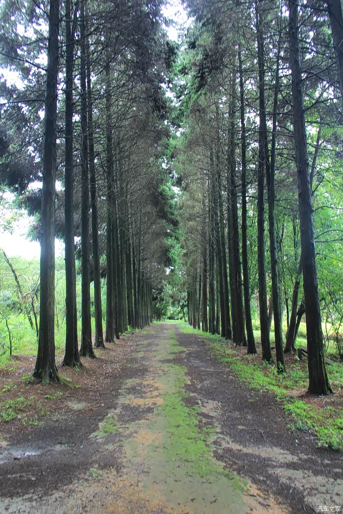 带金胖子去逛森林公园