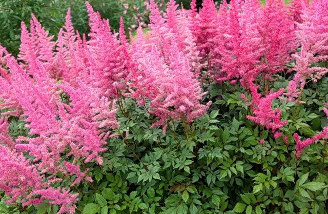 路边这些最常见的花,竟然都是国花