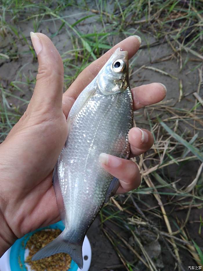 野生小鯿魚,我們這兒叫恰鯿.