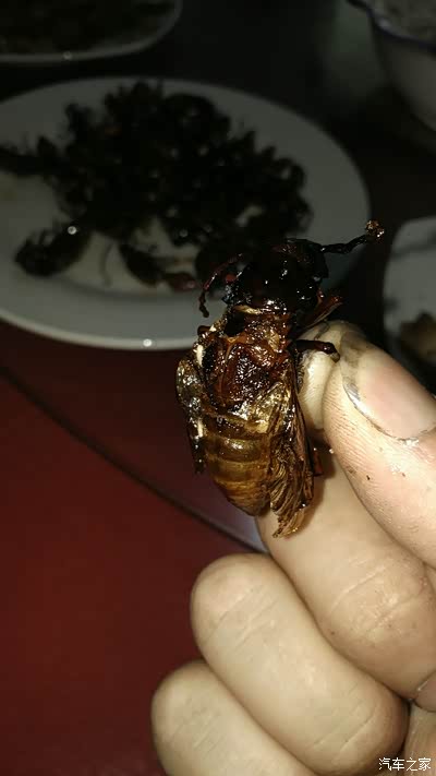 天牛把翅膀外壳摘直接油炸他们真啥都吃我只敢尝个真敢吃