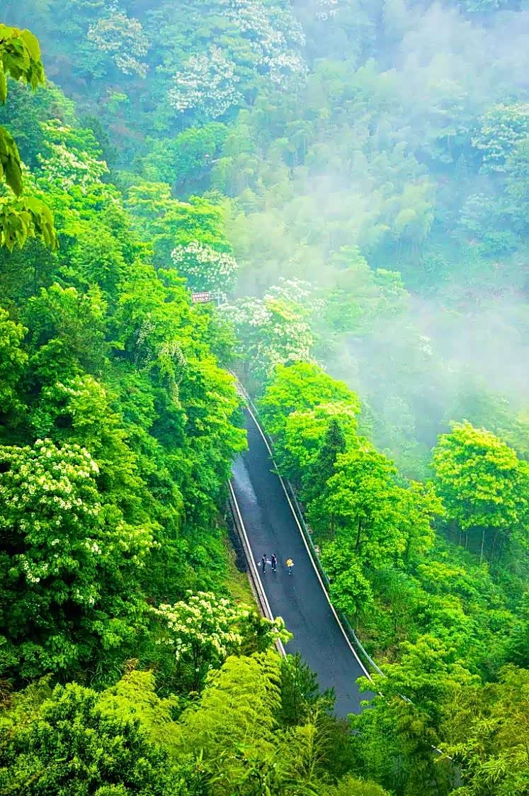 美丽的林海公路,自驾其间,如同穿梭在绿野仙踪里.