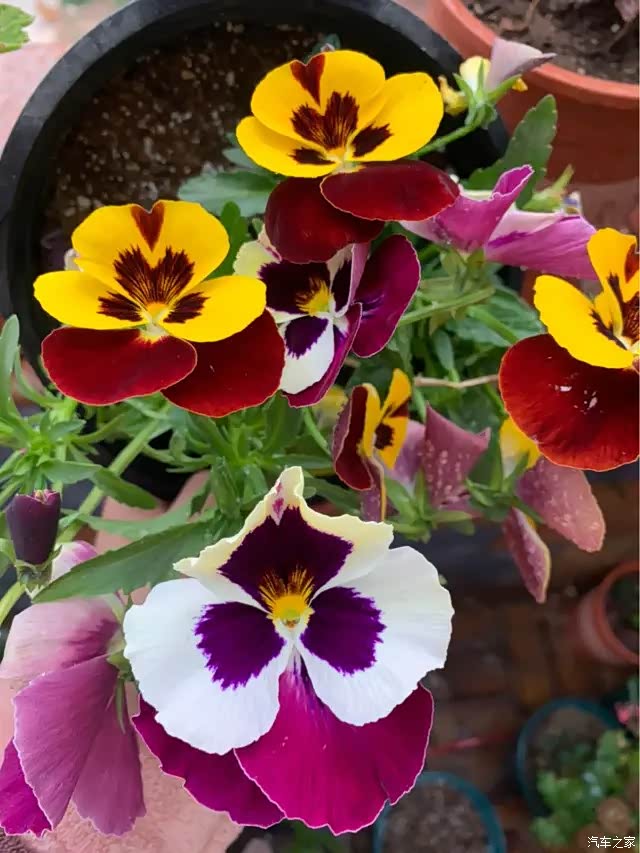 路边绿化带常见的花,居然都是国花,长知识了