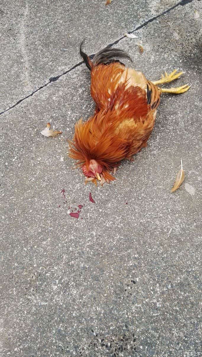 杀鸡啦,可怜的鸡,为了我委屈你了
