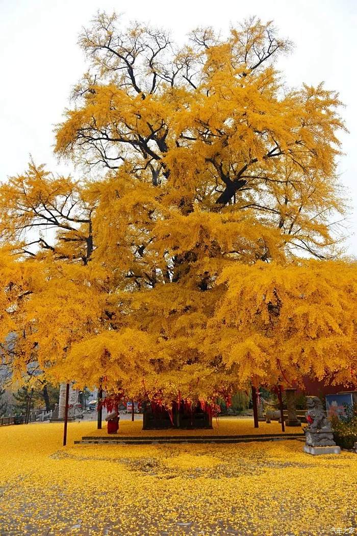 2500年的银杏夫妻树,又是满地黄金时