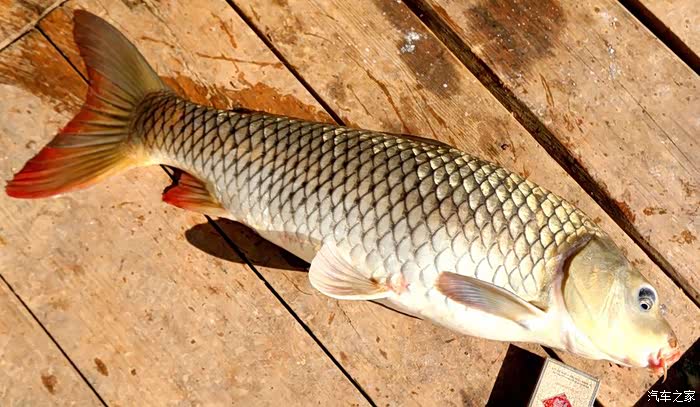 2018年11月3日罗甸红水河羊里下芽