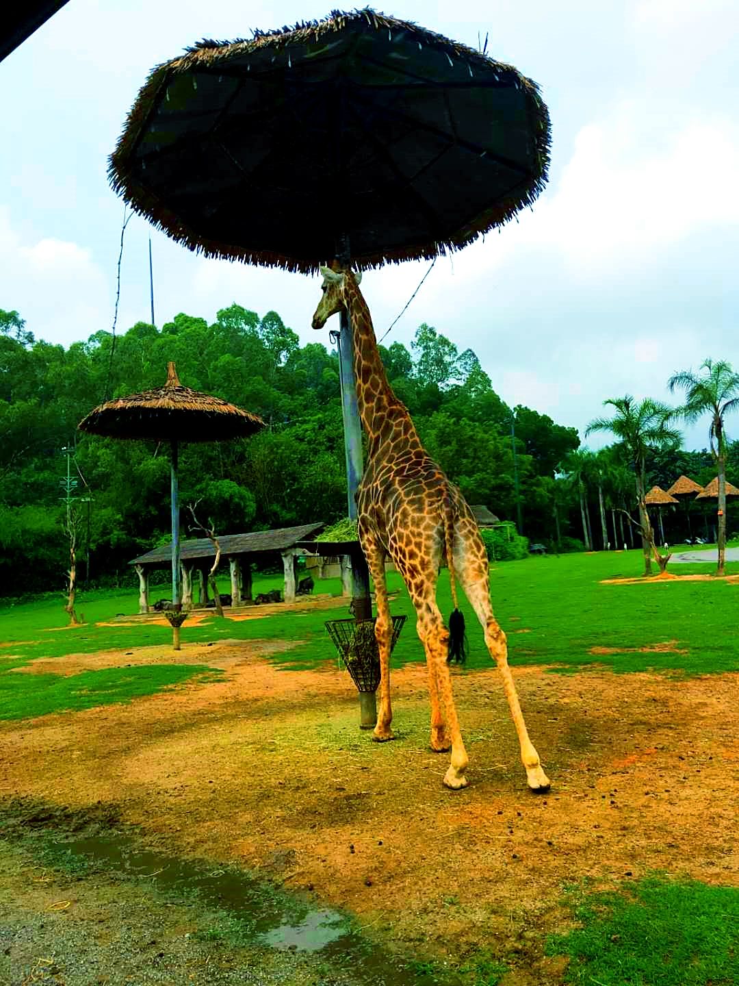 林肯冒險家暑假自駕親子游丨長隆野生動物世界偶遇林肯冒險