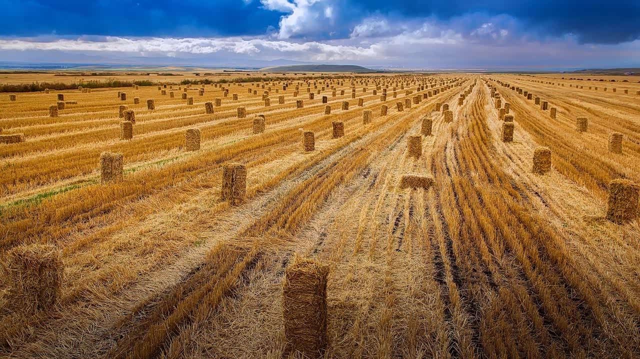 新疆昭苏县的广袤麦田里,被打成圆形或压成长方形的麦秆.