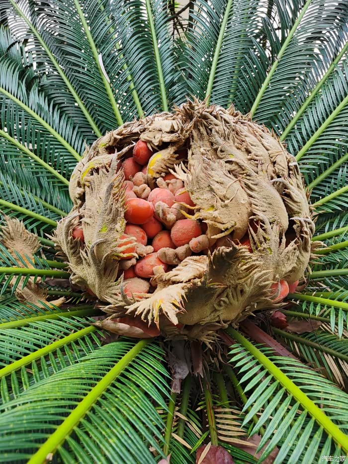都说铁树开花,第一次见结这么多果子的.