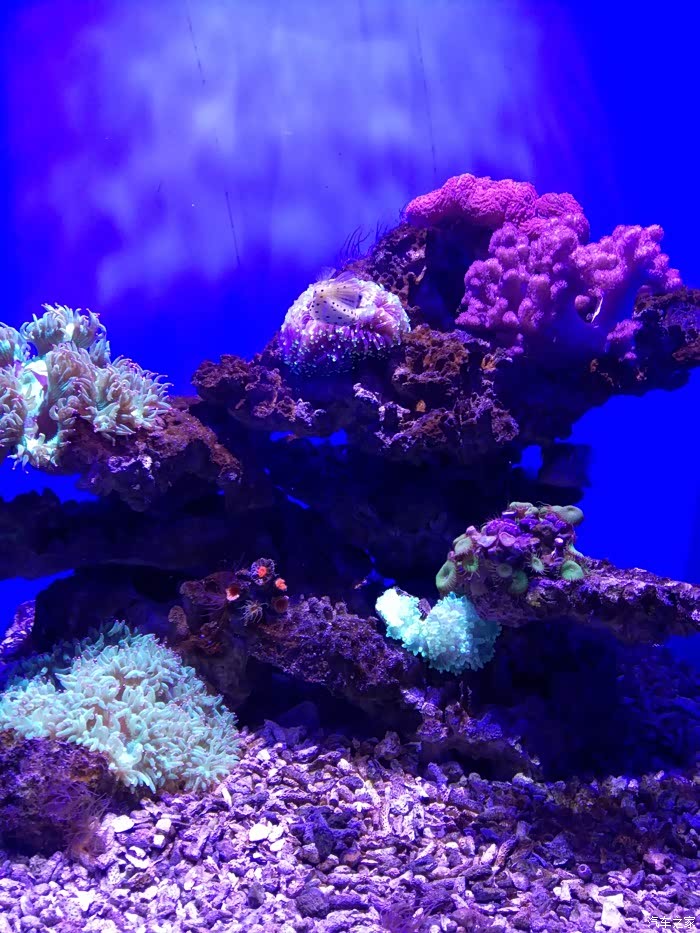 大连圣亚海洋馆的浪漫之旅