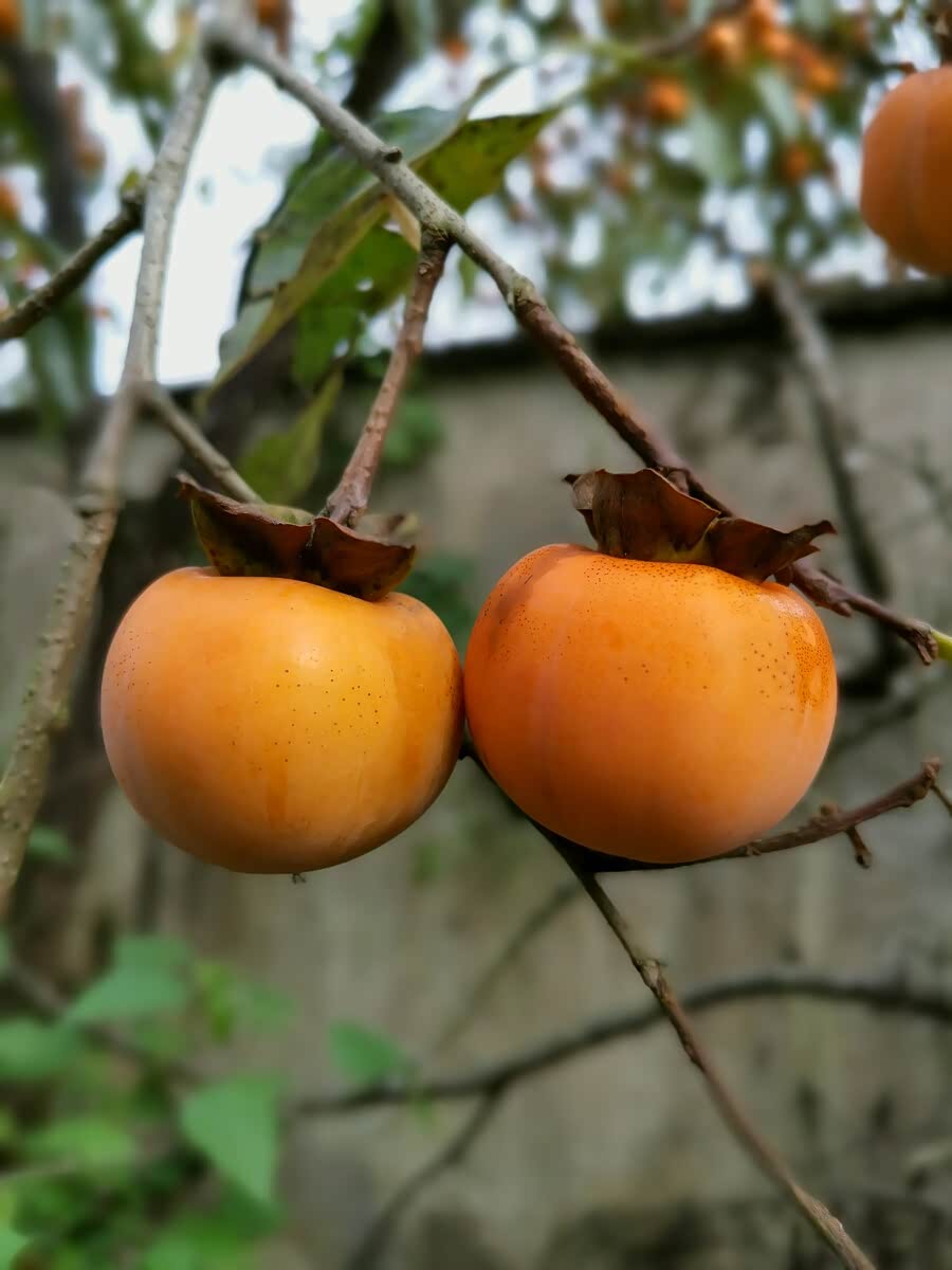 金秋10月硕果累累成熟的果实挂满了枝头