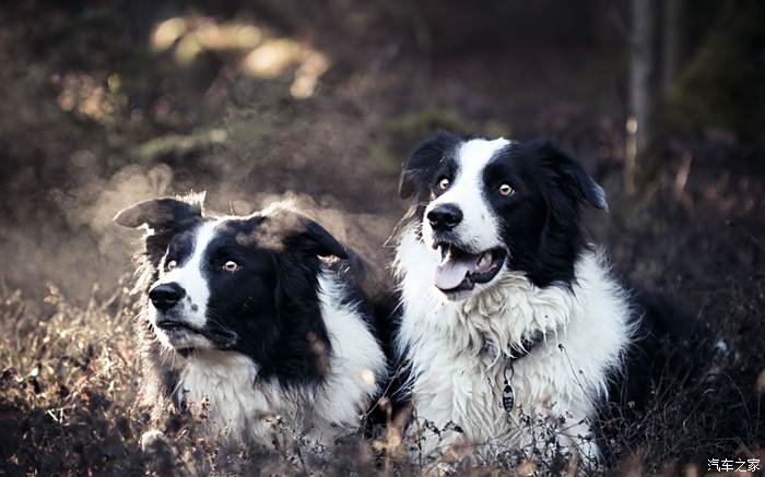 喜迎2022獵犬斑點狗