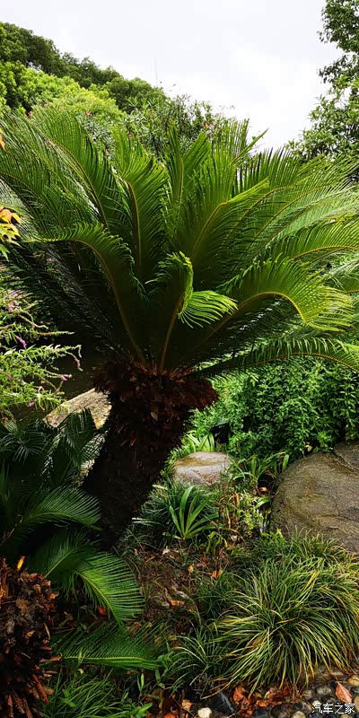 石头下方的铁树在这里也很容易被忽视,拍一张照片留下他的美