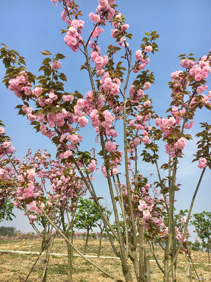 绵阳樱花谷花团锦簇雷凌车主回忆春暖花开