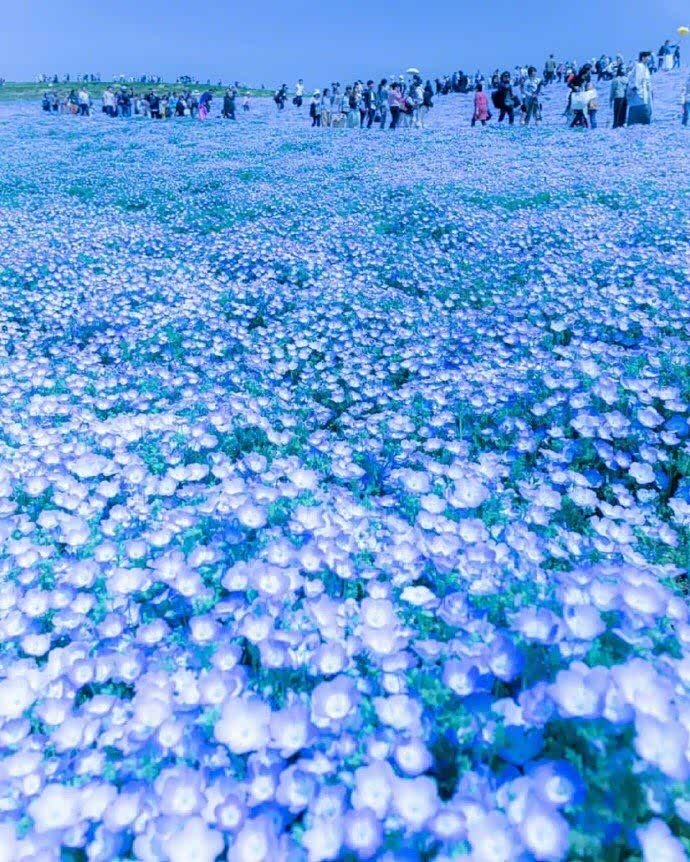蓝色梦幻花海来袭,美得挪不动脚