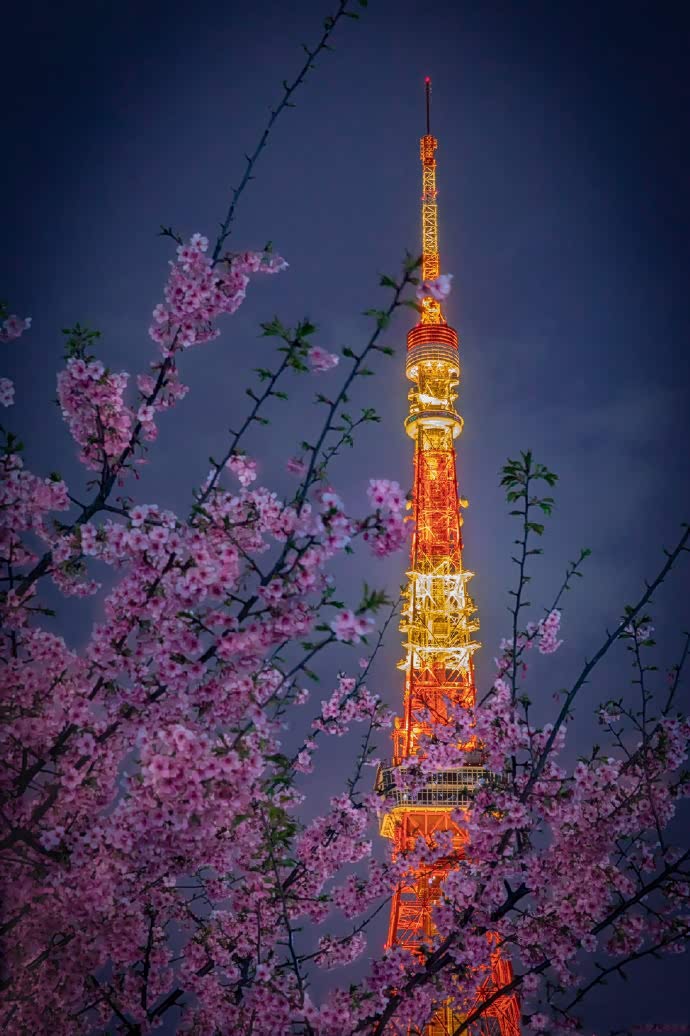 东京塔和樱花,耳鬓厮磨的讲述着它们的浪漫故事.