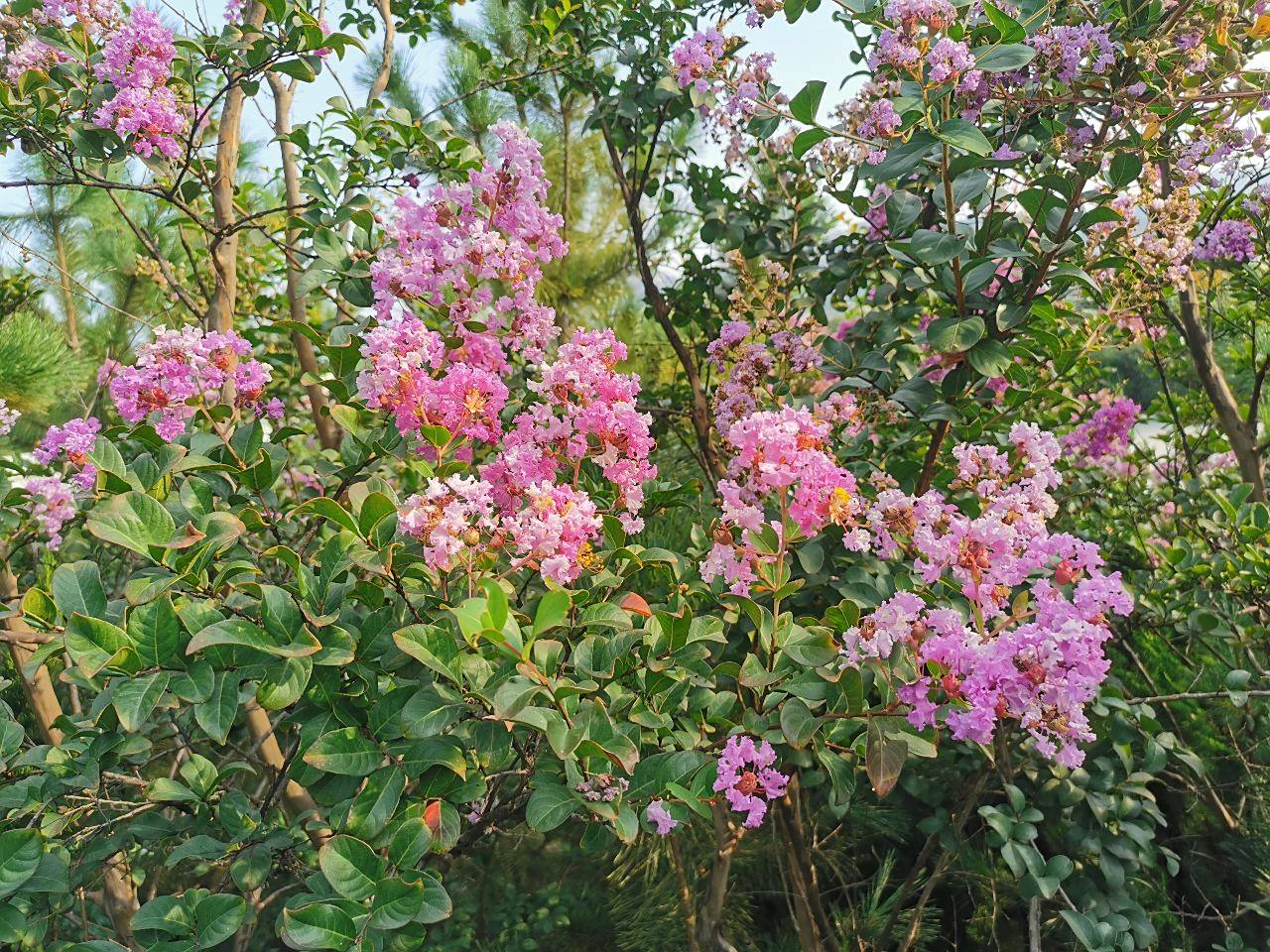 美丽的山花早上散步去拍的挺美的