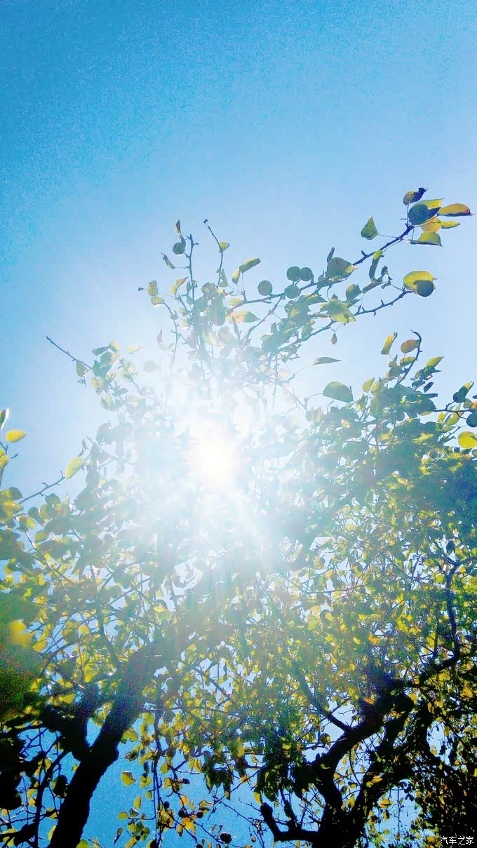 午后灿烂的阳光透过树叶间的空隙洒落下来,在树缝间形成点点金色的