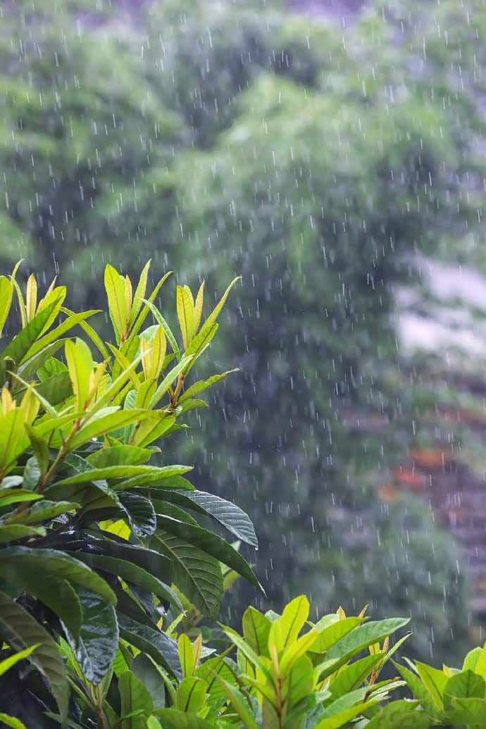 江南梅雨季清凉又舒爽