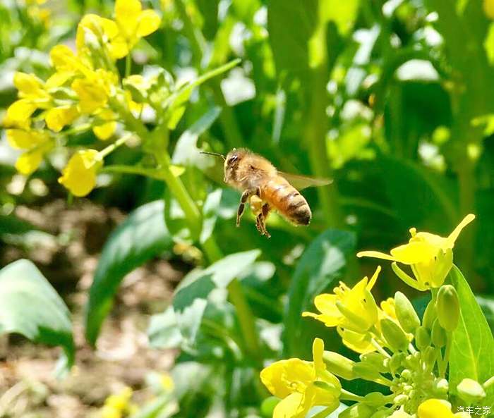 文子小長假回家探親順便賞家鄉油菜花