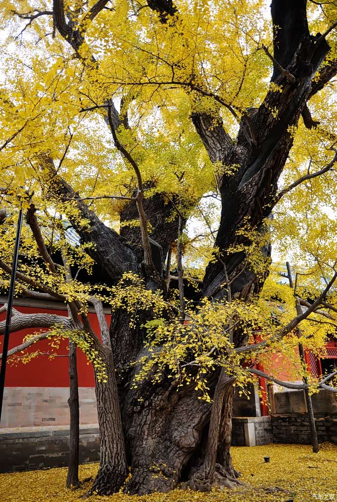 喜迎2022近距离欣赏银杏树之王