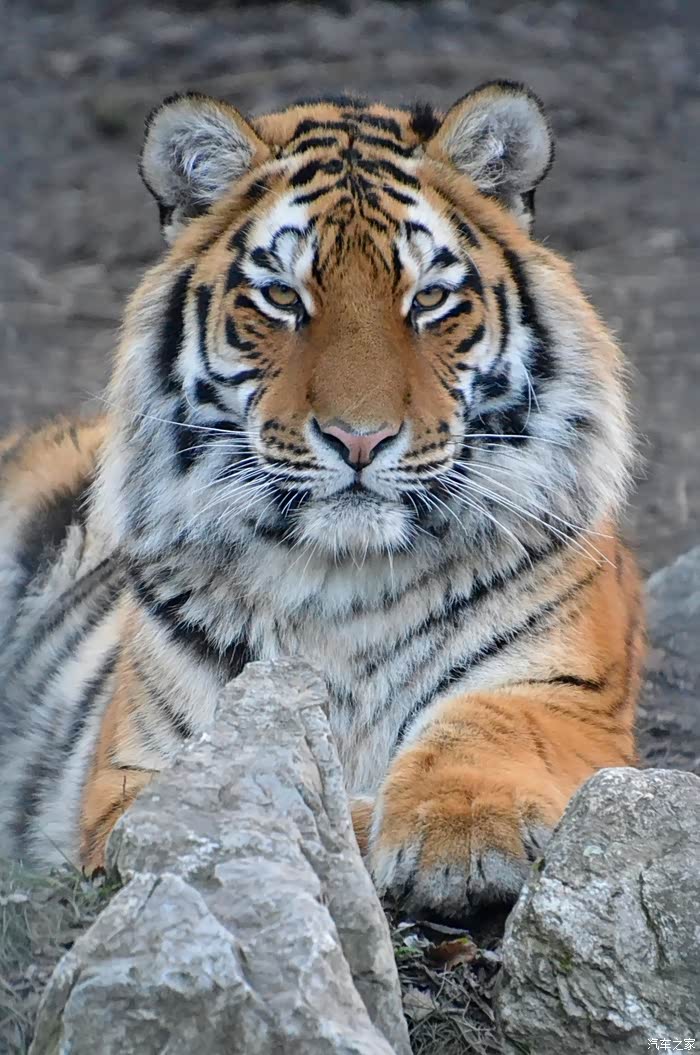 告别2021威风凛凛的老虎