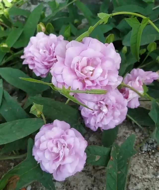 缠枝牡丹又叫藤本牡丹.它的花朵呈莲花座形状,粉色的大花