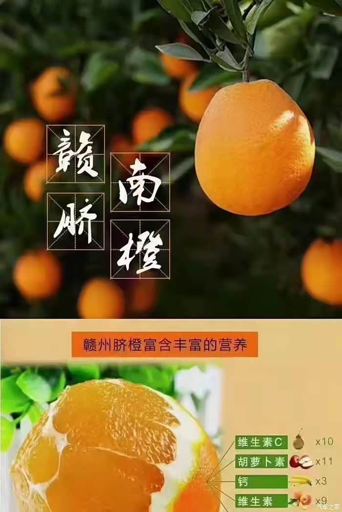 车友门开车组队来摘正宗赣南脐橙啦