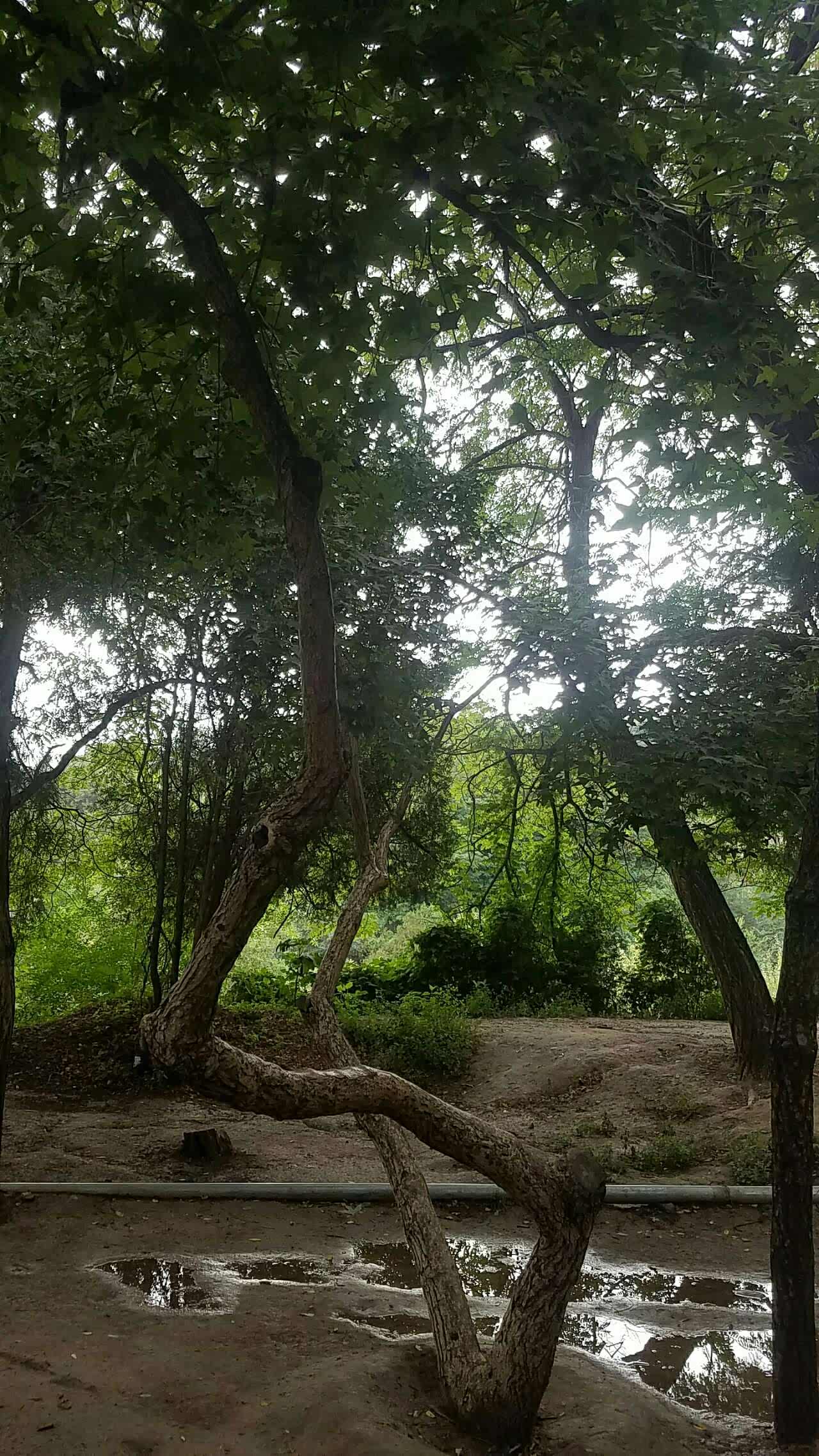 山野林间独步寻幽静心养性