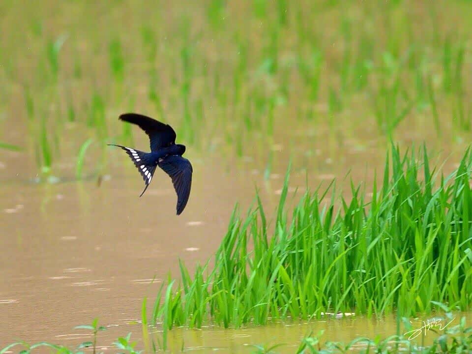 泥融飞燕子,沙暖睡鸳鸯