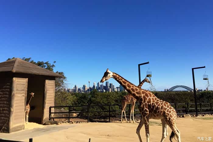 小e带你探索动物世界.