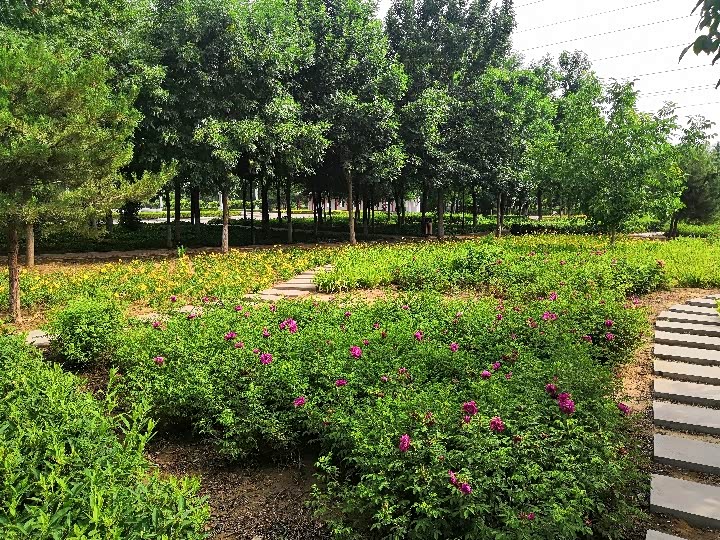 周末游安国植物园