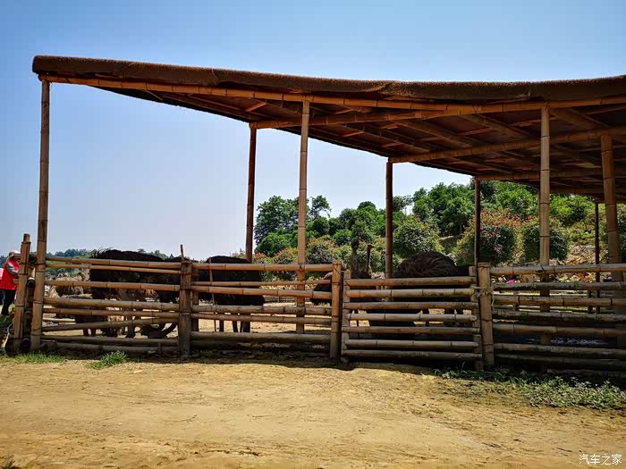 人车生活出游一夏一场所走就走的旅行之彩色森林游
