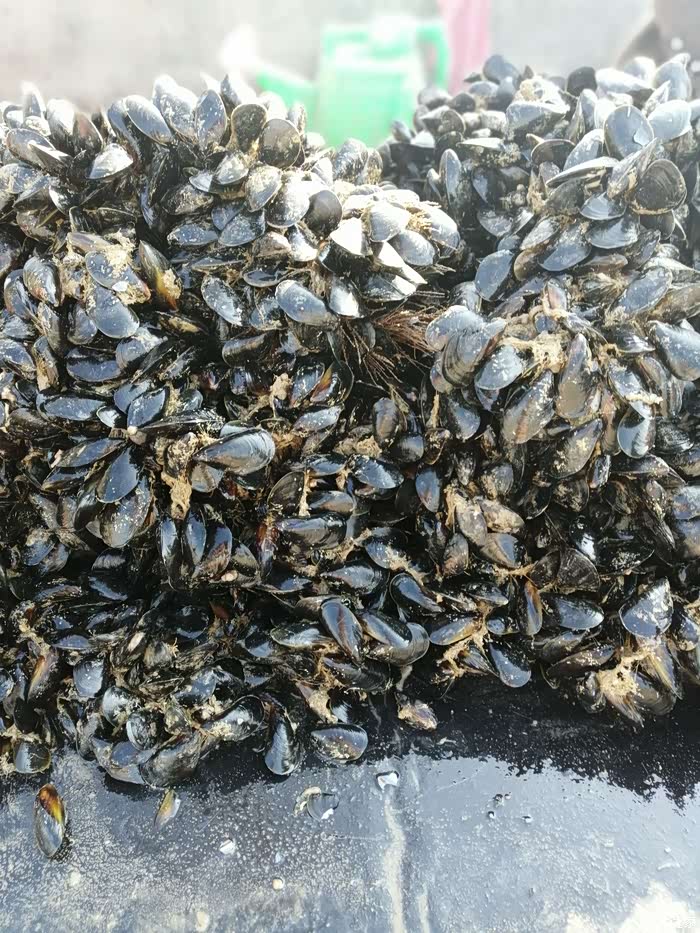 黑蛤蜊,又名海虹.