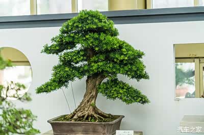 雀舌盆景,造型古朴修理