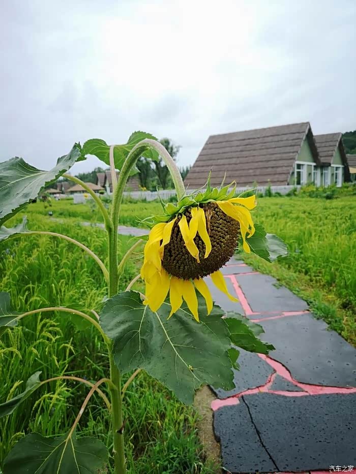 给这个耷拉着脑袋的向日葵来一张特写!