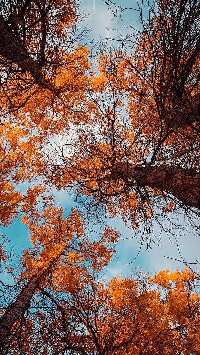 天凉好个秋,秋色正浓,慢慢品味秋天的意境