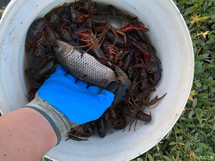 雄展飞飞再次组织车友抓小龙虾野炊活动