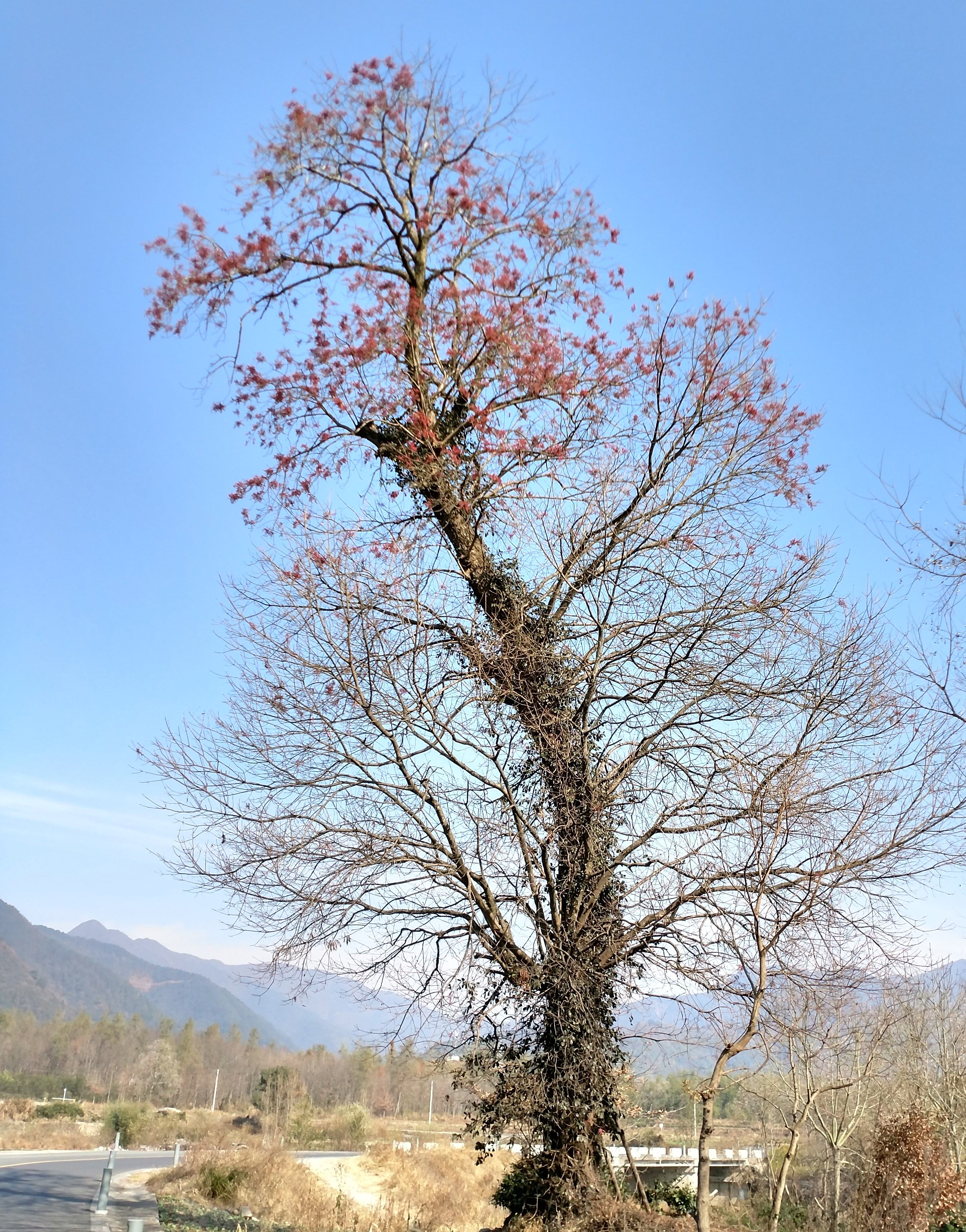 冬日暖陽中株結滿紅色果實老樹