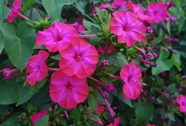 农村老家最常见的6种花,没人管都能开满花,这是80后的回忆