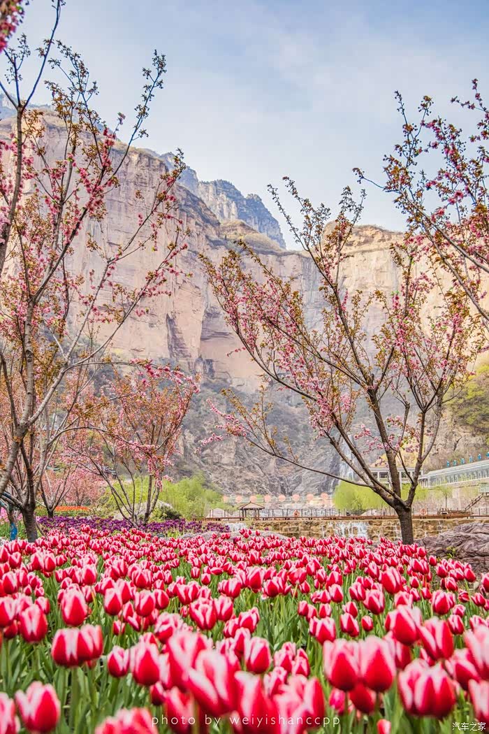 春暖花开总有时老阿姨自驾朗逸纯电看桃花坪里的郁金香盛会
