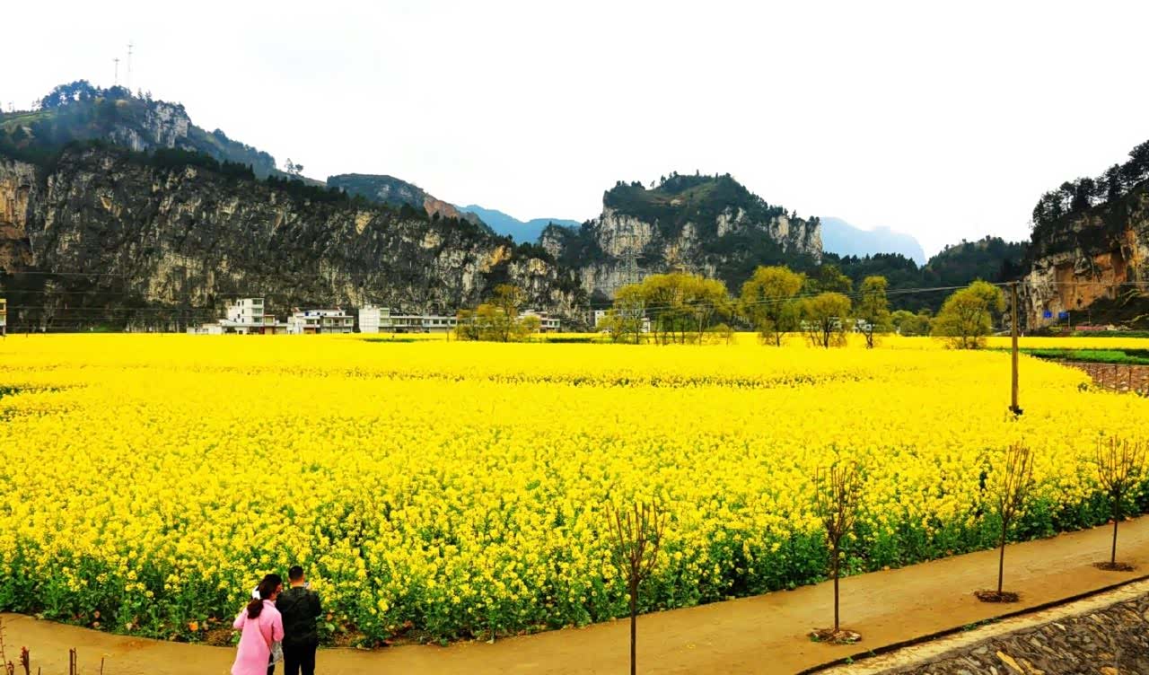 四川省古蔺县双沙镇每年的三四月份万亩油菜花竞相开放