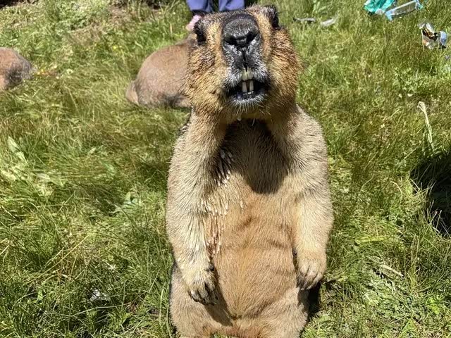 原始生态的兔子长的真肥