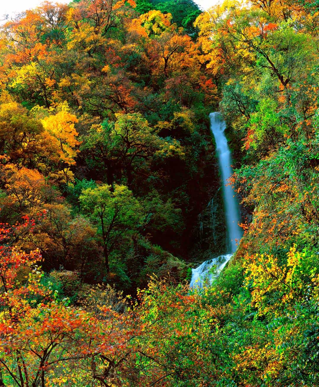 绚丽多彩的色调,大自然的魅力,红叶盛开,景色宜人