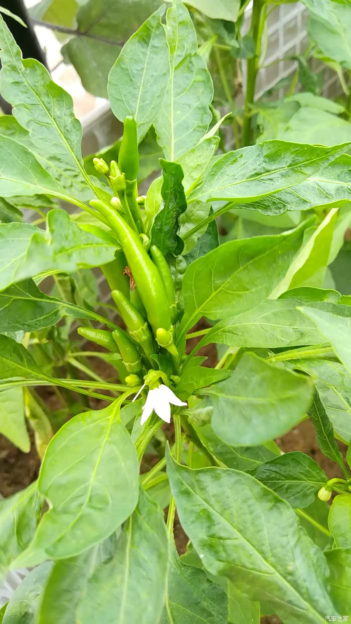 绿色食品种在楼顶的蔬菜朝天椒