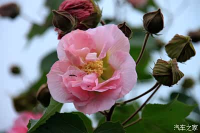 开cs55带着表妹自驾游南京鸡鸣寺求姻缘之旅