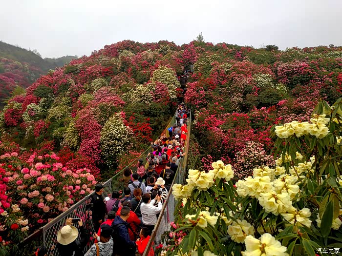 万物复苏送福利周末飞到贵州去看花之百里杜鹃金坡景区篇