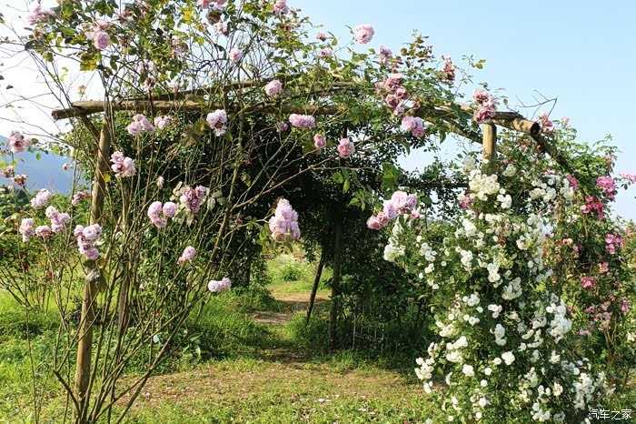 老彭巴南洛莎玫瑰园